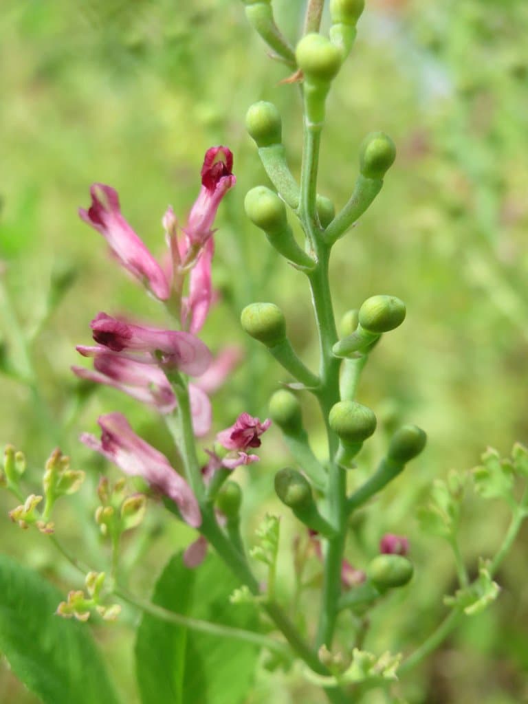 Fumaria officinalis L.