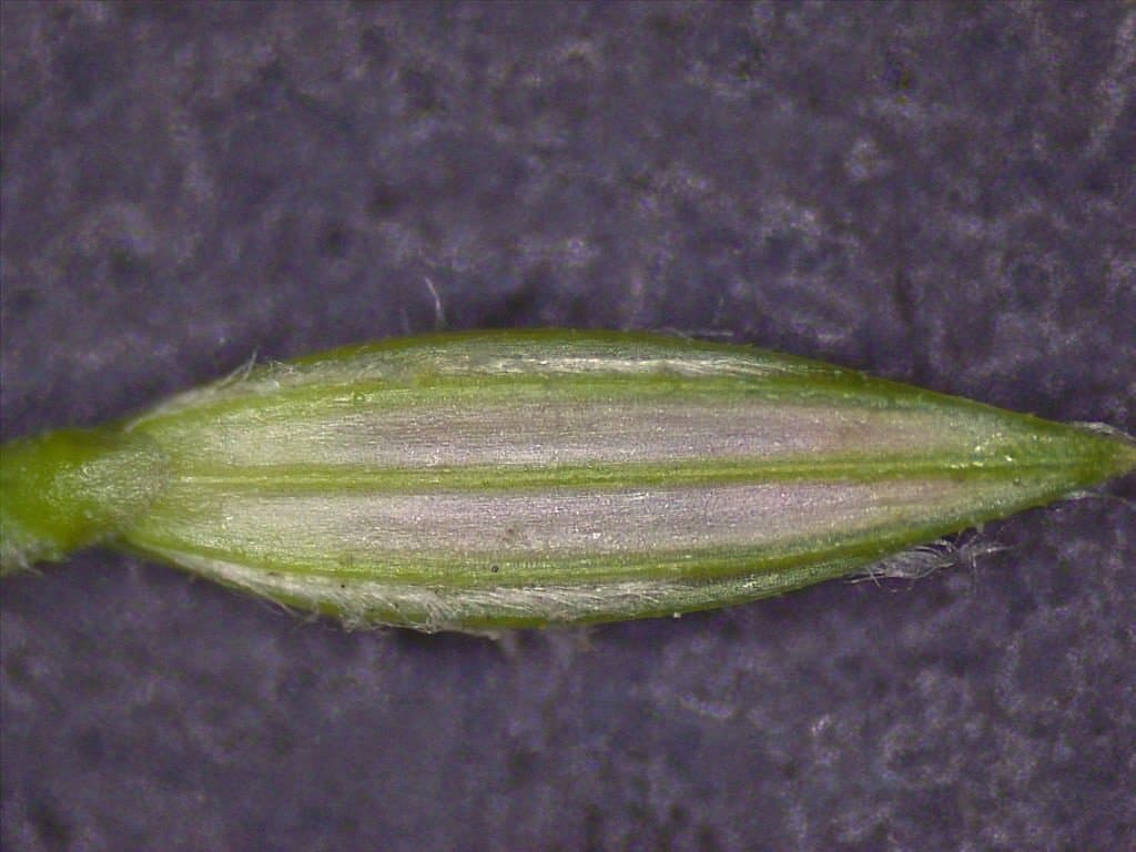 Digitaria ciliaris (Retz.) Koeler