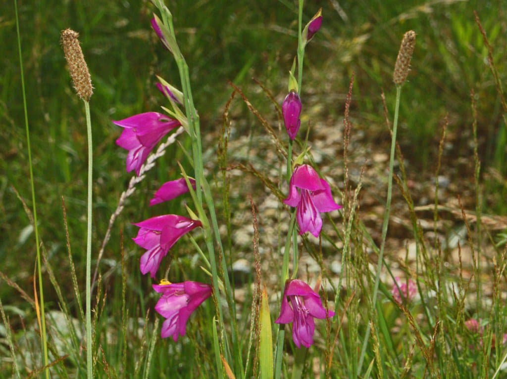 Gladiolus palustris Gaudin