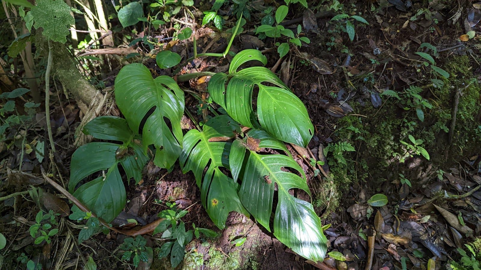 Monstera monteverdensis M.Cedeño & Croat