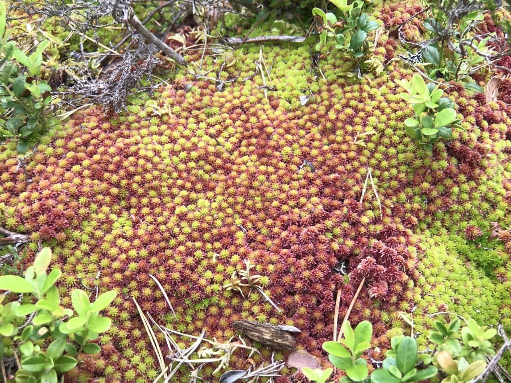 Sphagnum capillifolium (Ehrh.) Hedw.