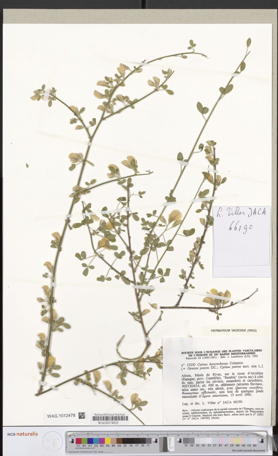 Cytisus heterochrous Colmeiro