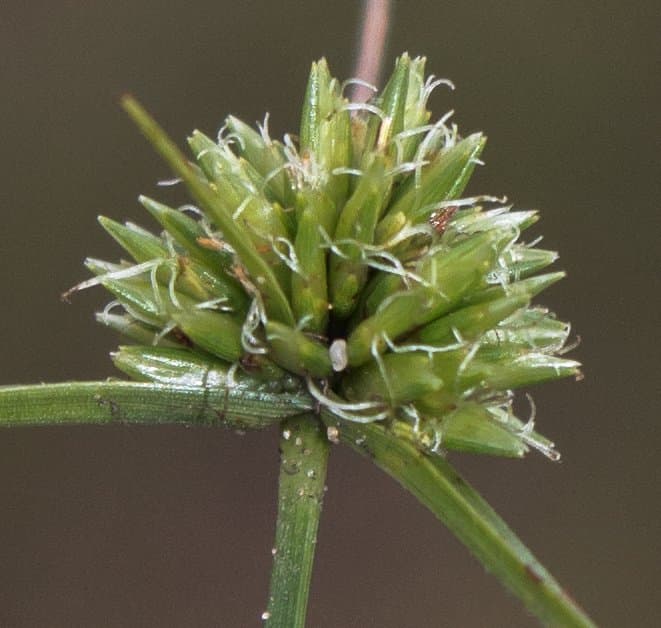Cyperus lupulinus (Biehler) Marcks