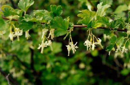 Ribes niveum Lindl.