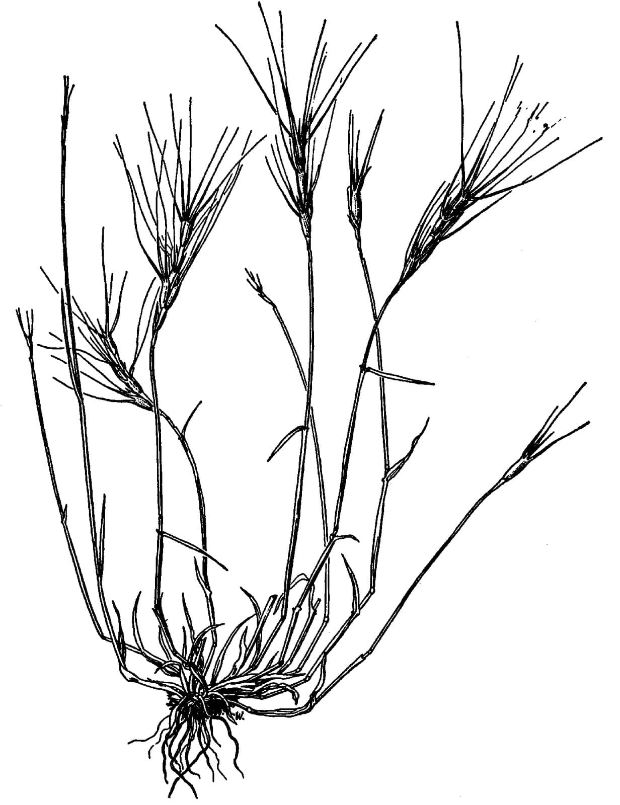 Aegilops triuncialis L.