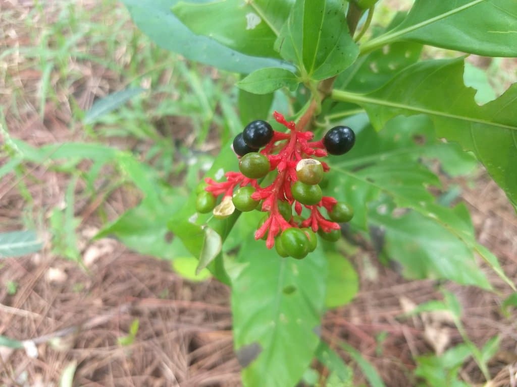 Rauvolfia serpentina (L.) Benth. ex Kurz