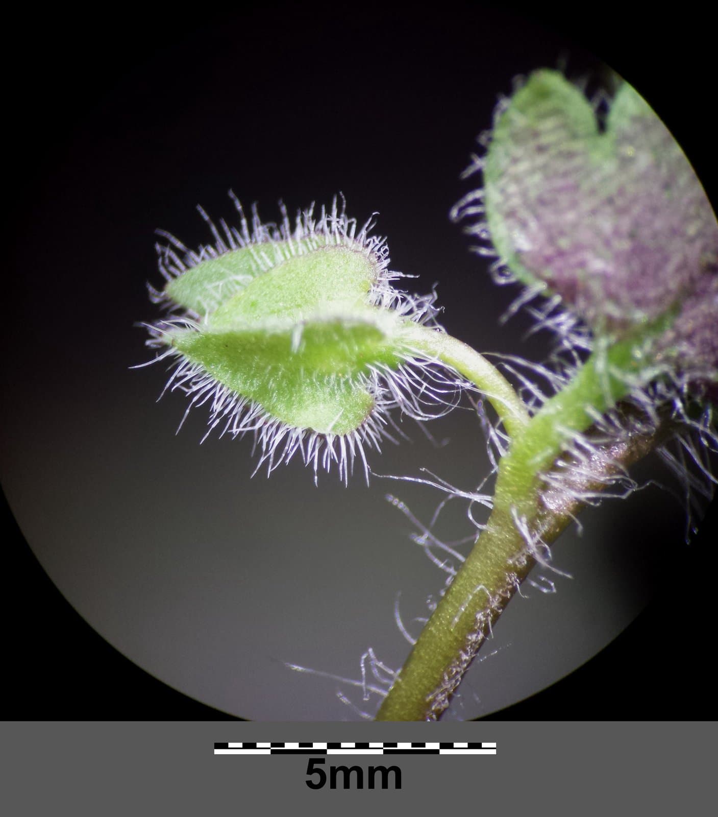 Veronica triloba (Opiz) Opiz