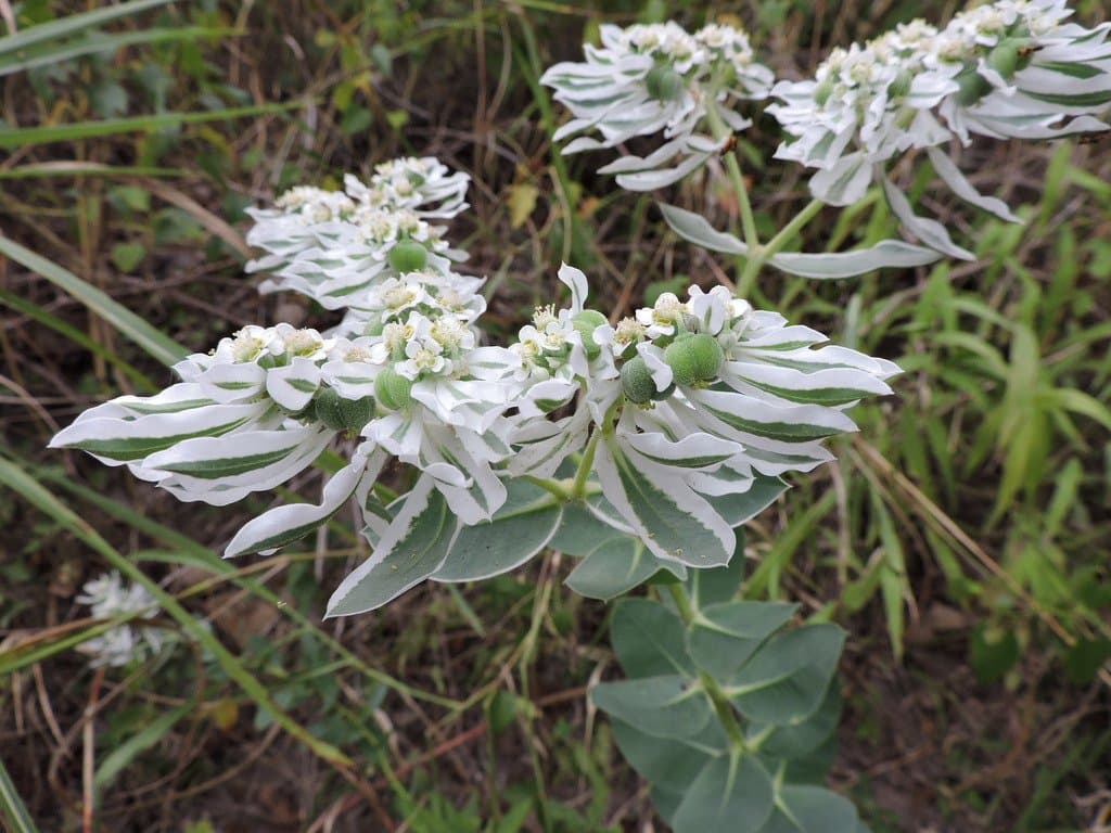 Euphorbia marginata Pursh
