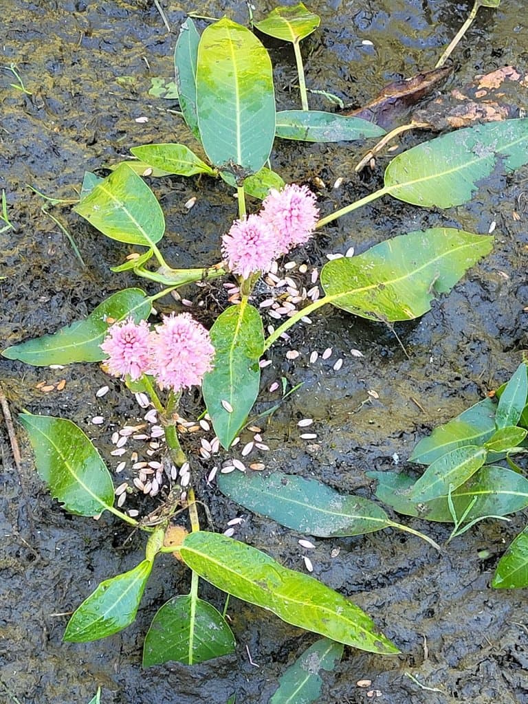 Persicaria amphibia (L.) Gray