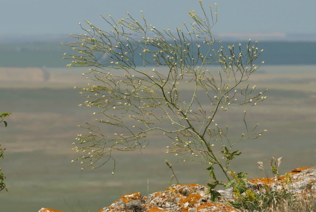 Crambe koktebelica (Junge) N.Busch