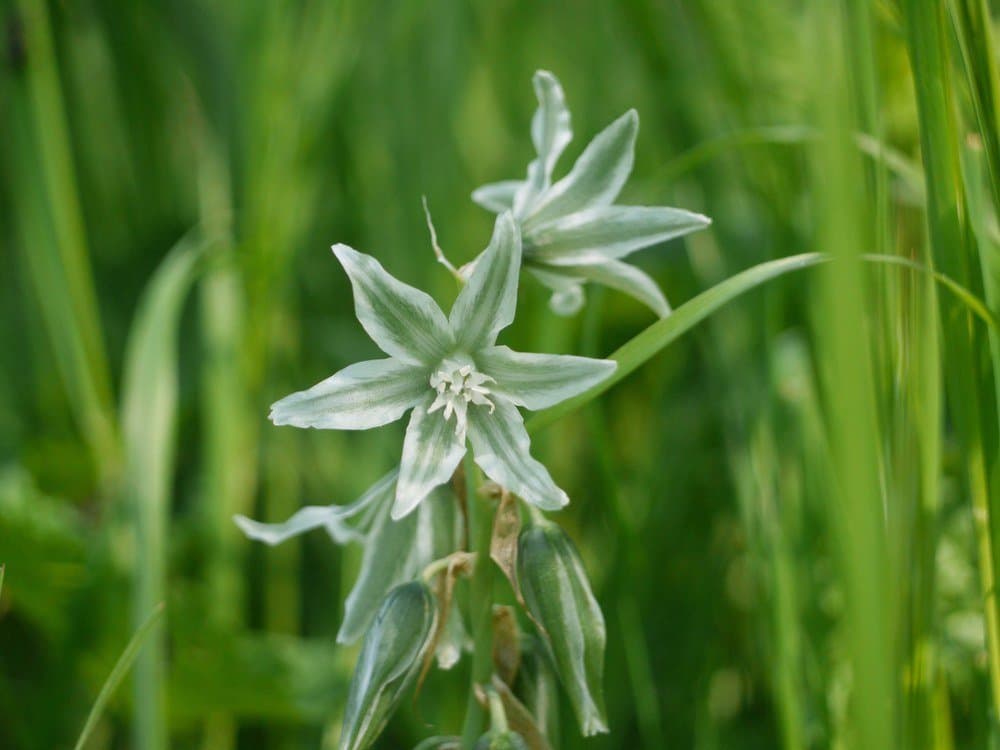 Ornithogalum boucheanum (Kunth) Asch.