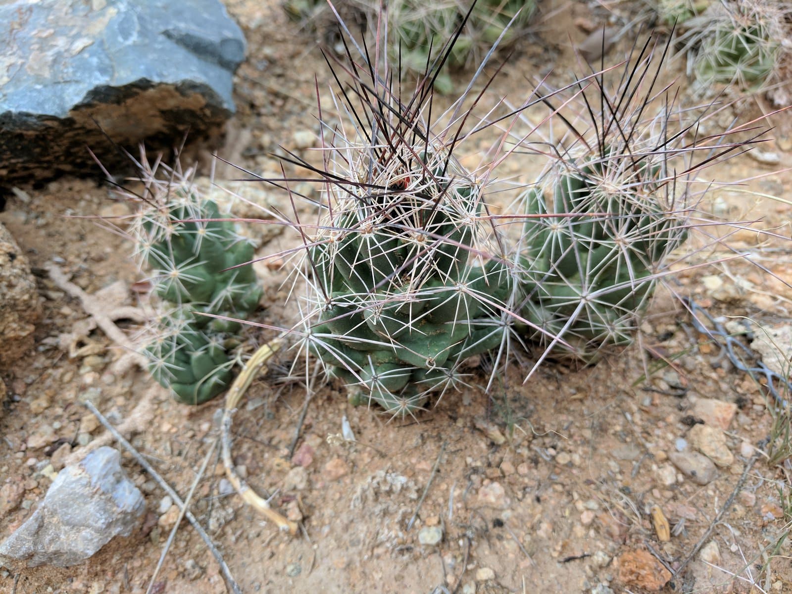 Coryphantha macromeris (Engelm.) Lem.