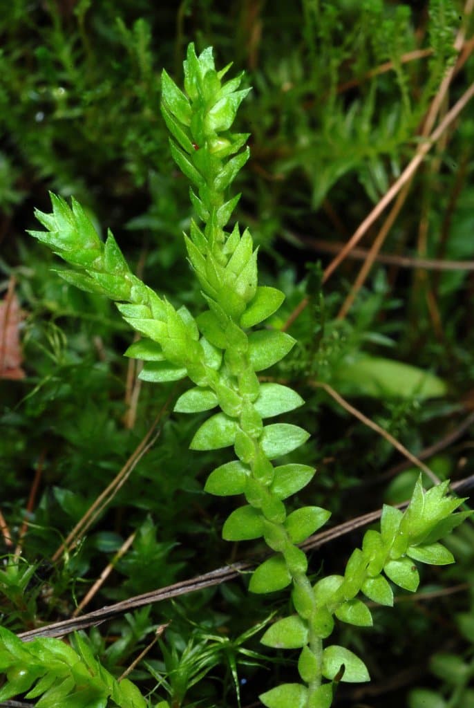 Selaginella apoda (L.) Spring