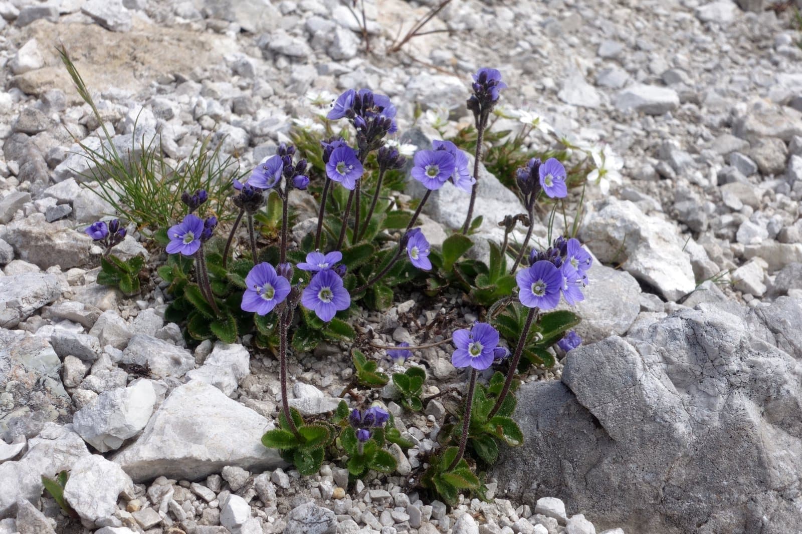 Veronica aphylla L.