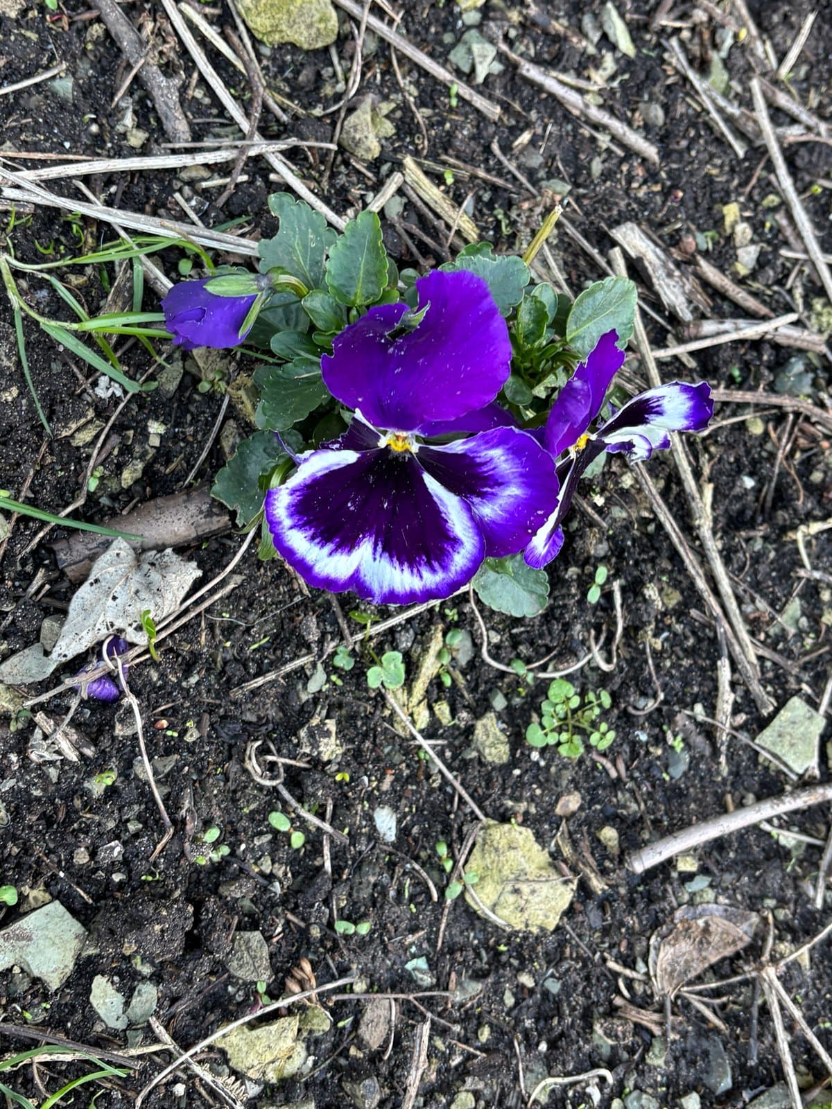 Viola ×wittrockiana Gams