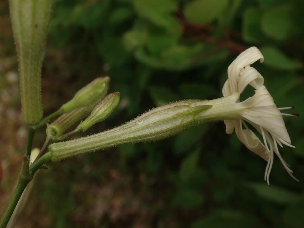 Silene italica (L.) Pers.