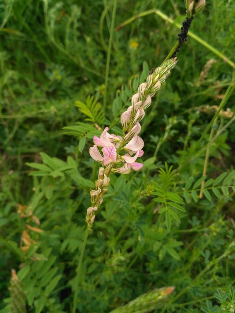 Onobrychis arenaria (Kit.) DC.
