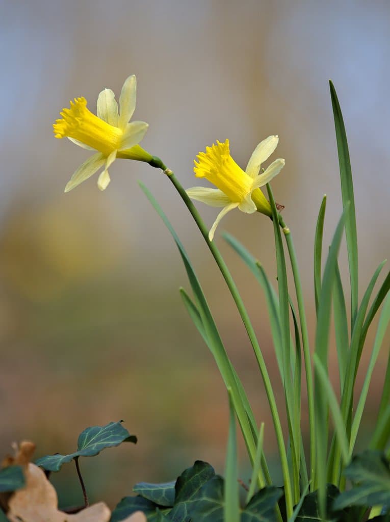 Narcissus pseudonarcissus L.