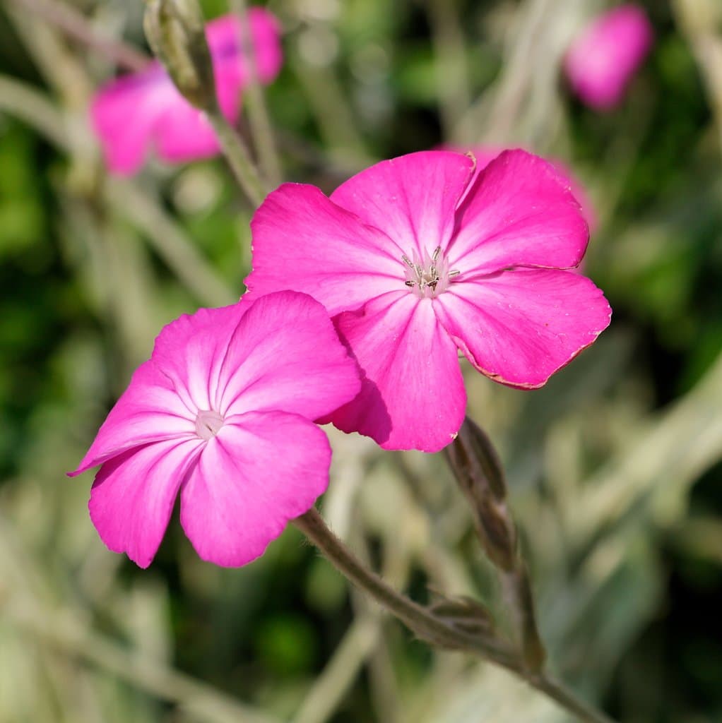 Silene coronaria (L.) Clairv.