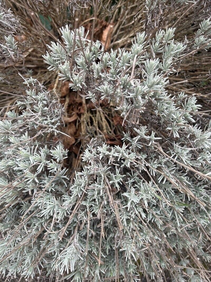Lavandula ×intermedia Emeric ex Loisel.