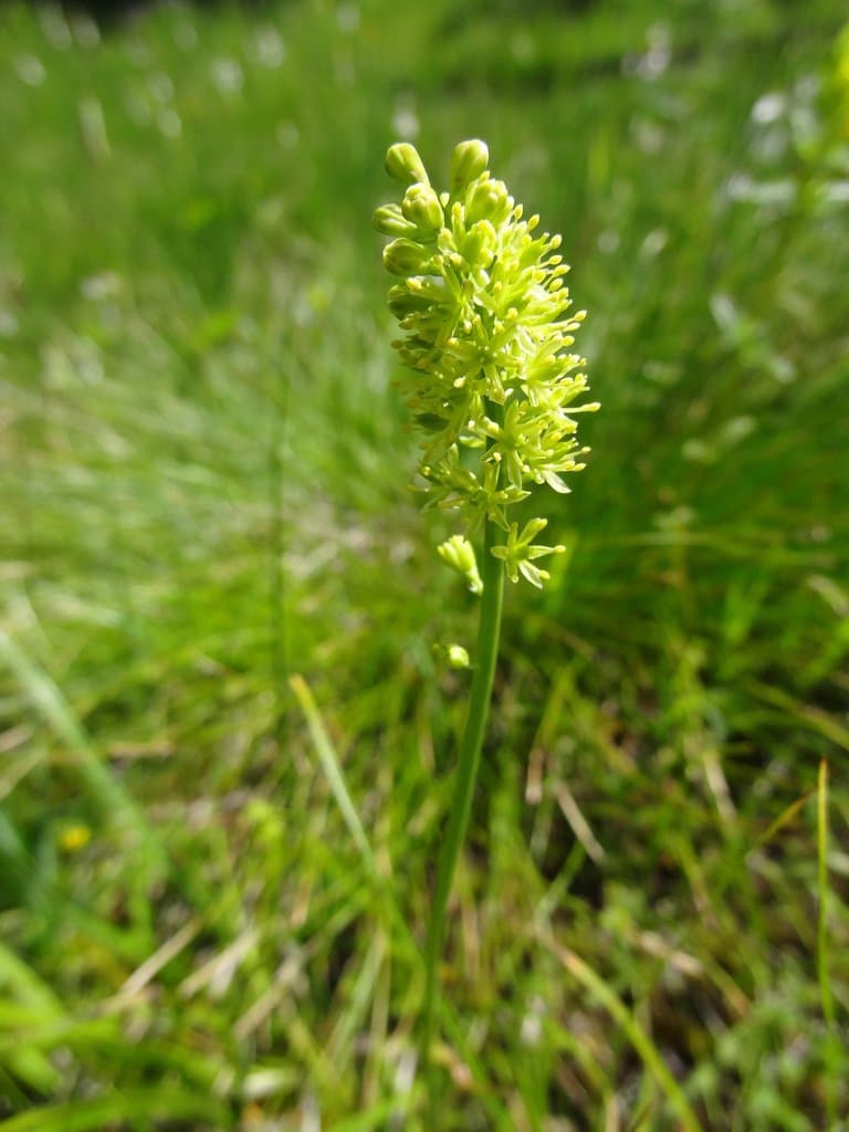 Tofieldia calyculata (L.) Wahlenb.