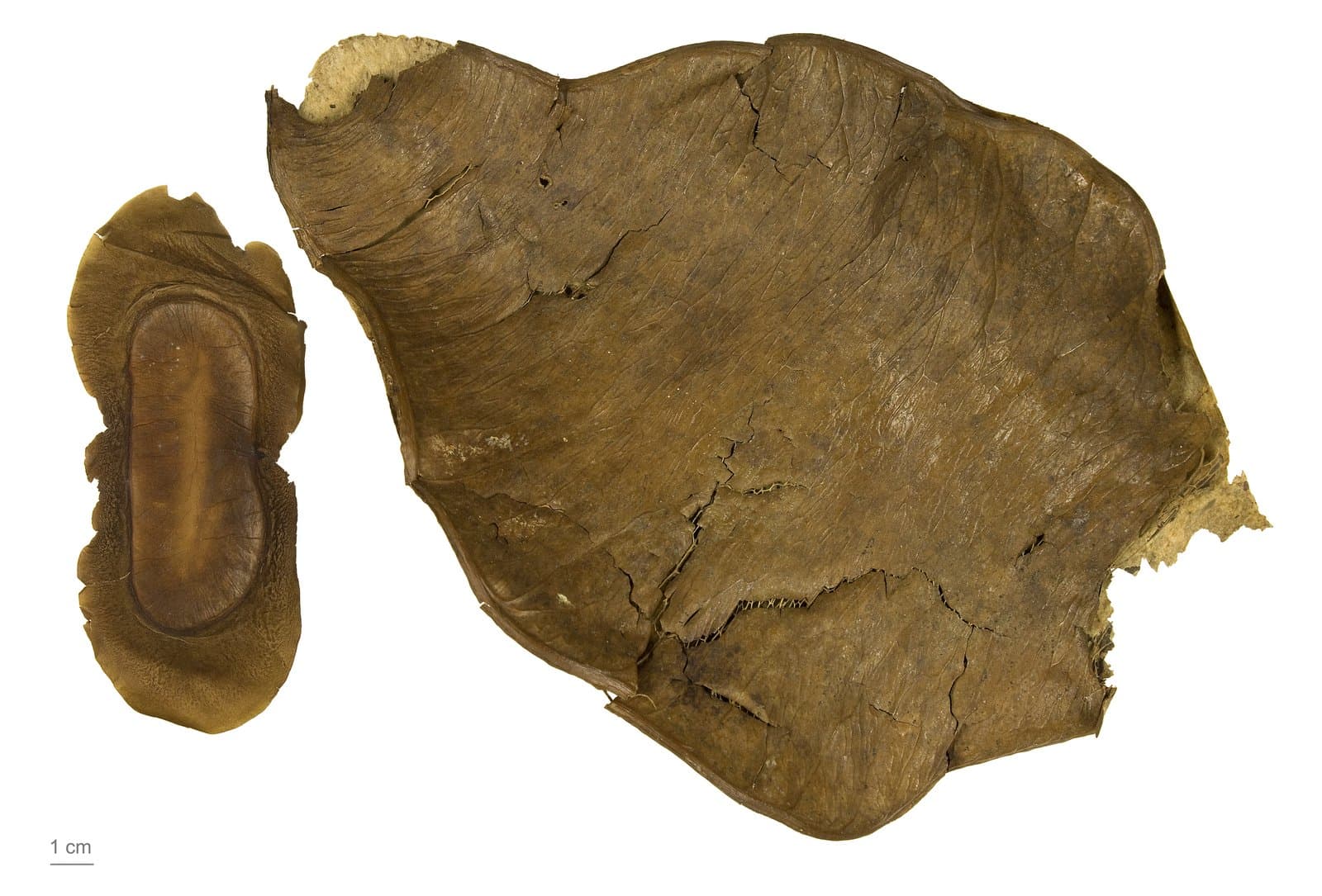 Fillaeopsis discophora Harms