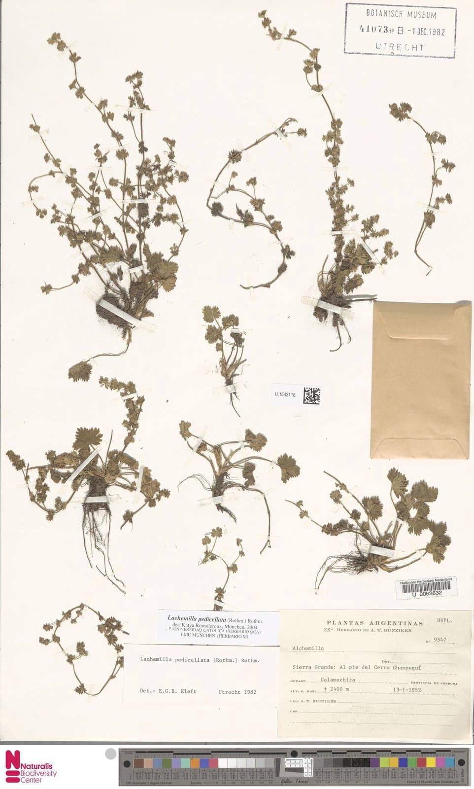 Lachemilla pedicellata (Rothm.) Rothm.
