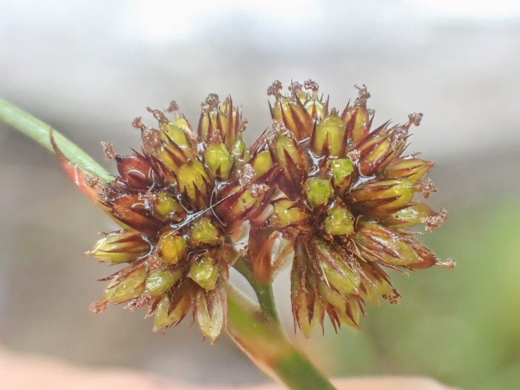 Juncus ensifolius Wikstr.