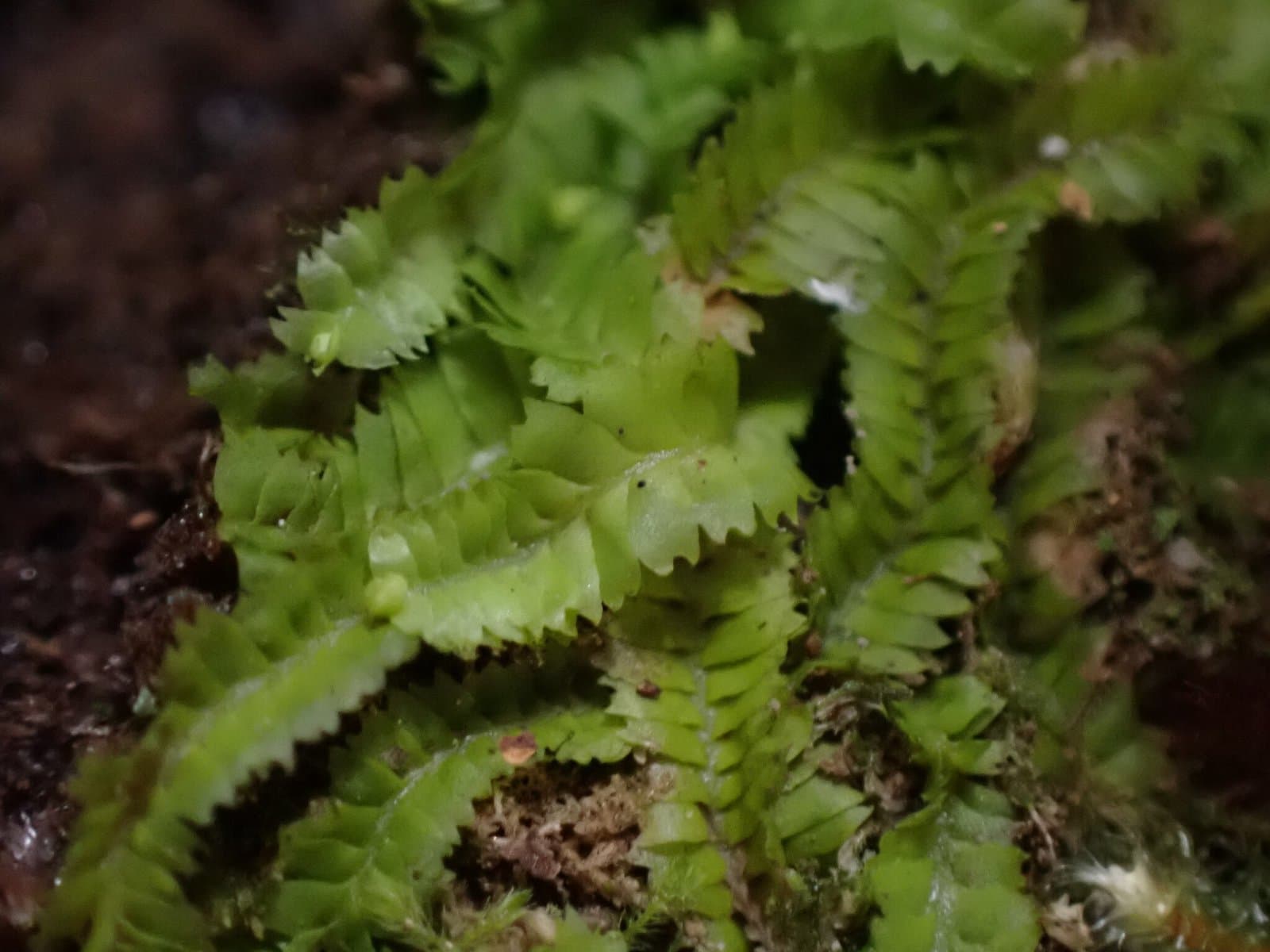 Geocalyx graveolens (Schrad.) Nees
