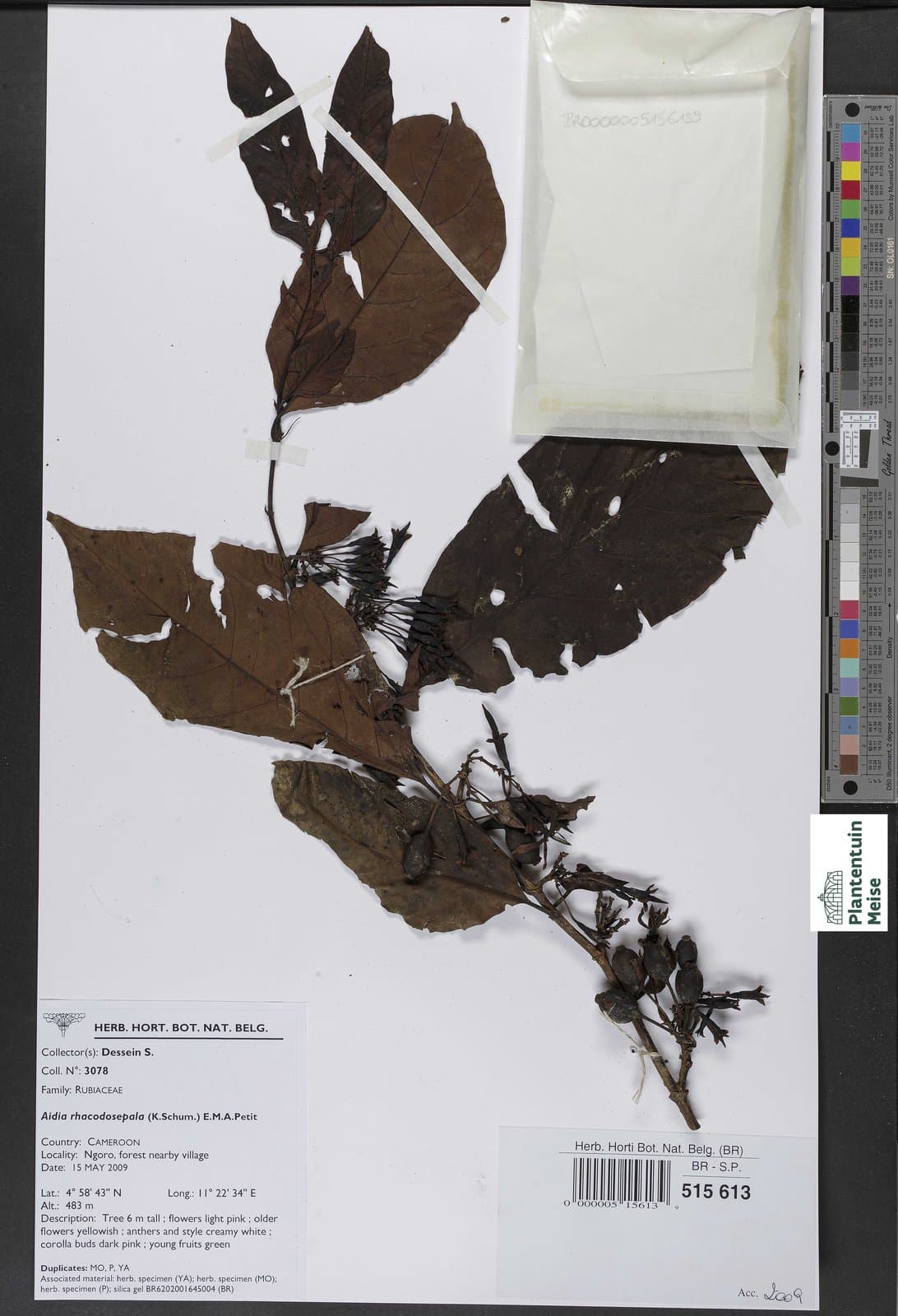 Aidia rhacodosepala (K.Schum.) E.M.A.Petit