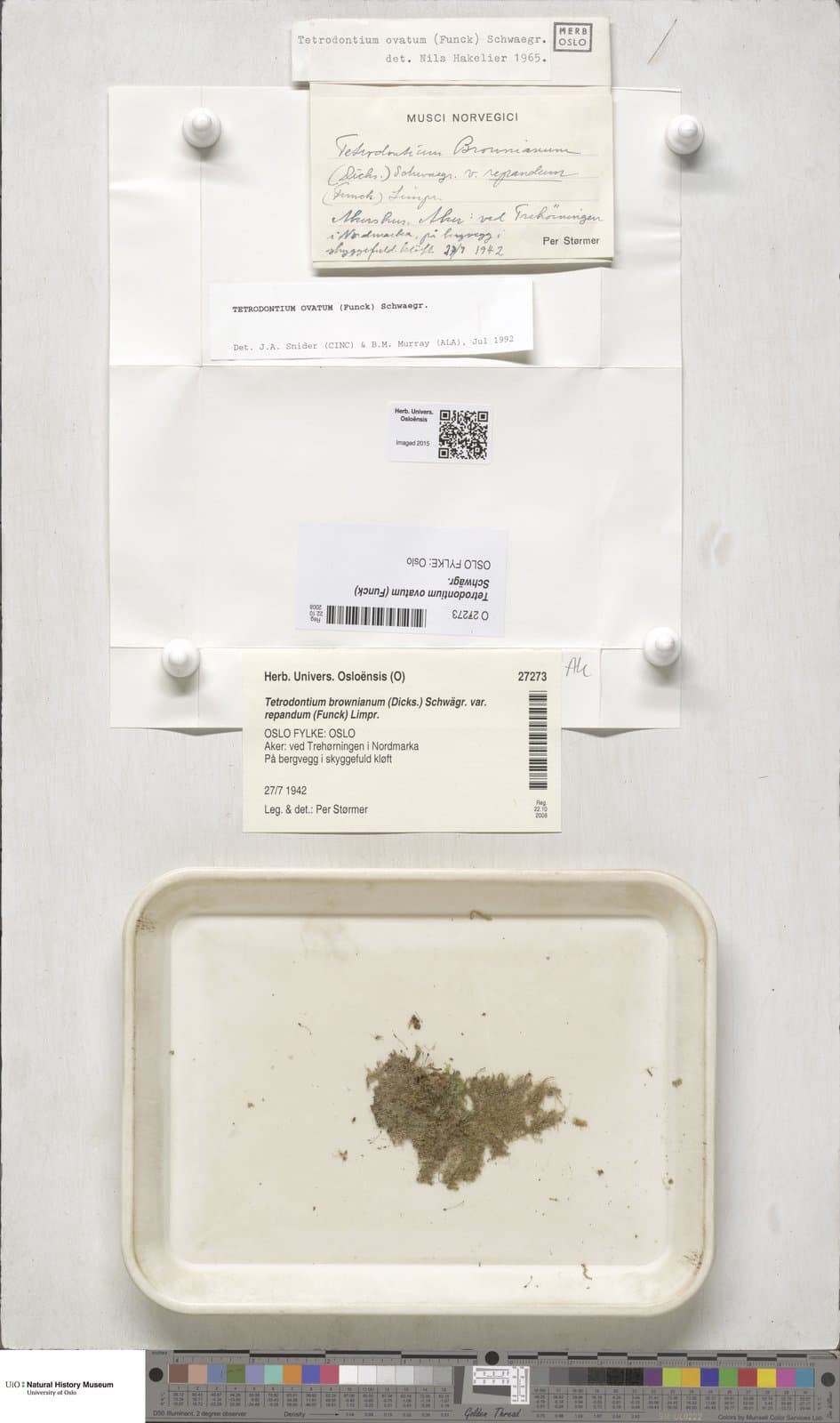 Tetrodontium ovatum (Funck) Schwägr.