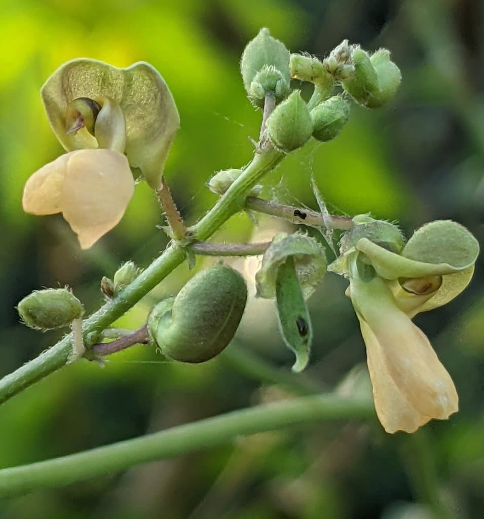 Phaseolus lunatus L.