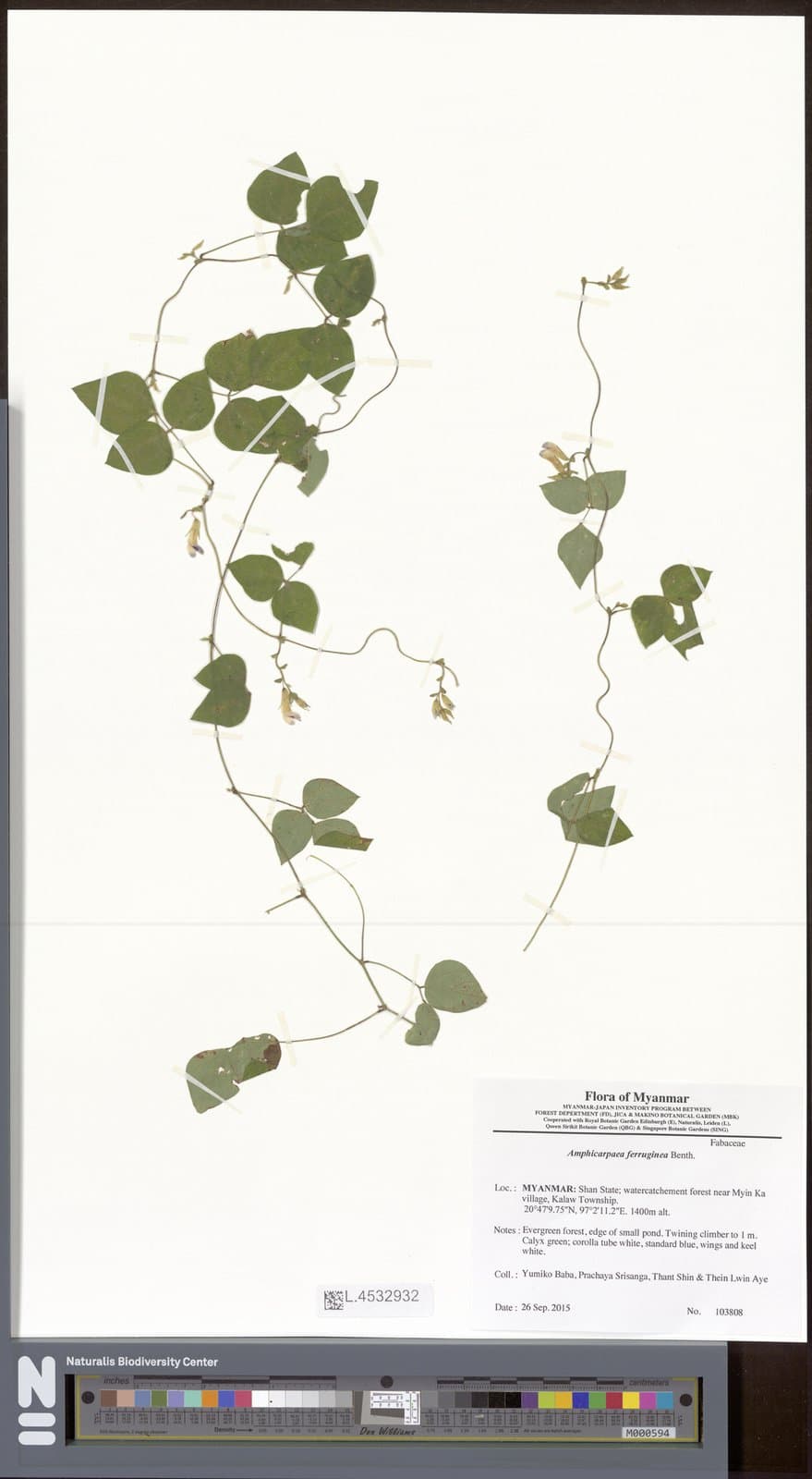 Amphicarpaea ferruginea Benth.