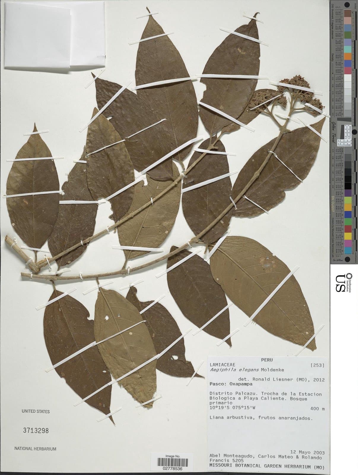 Aegiphila elegans Moldenke
