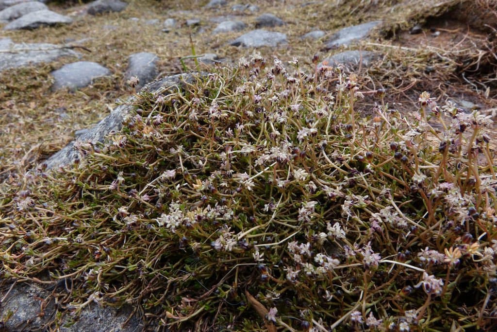 Myriophyllum pedunculatum Hook.fil.