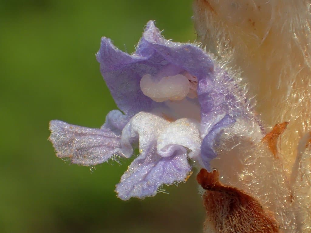 Orobanche coerulescens Stephan