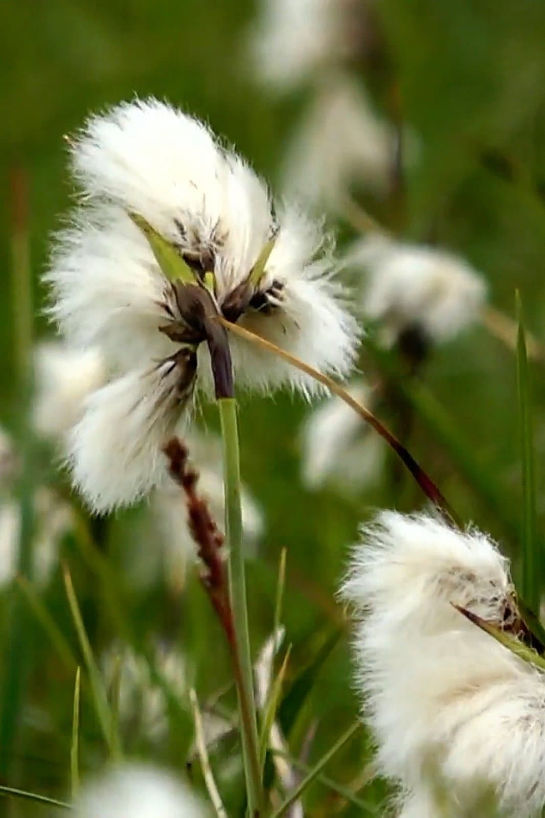 Eriophorum angustifolium Honck.