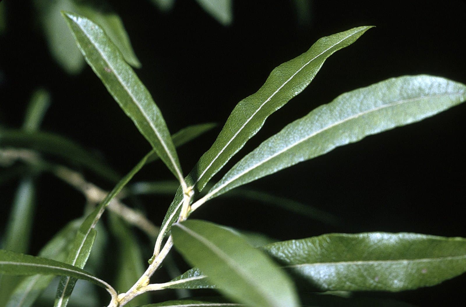 Salix humilis Marshall