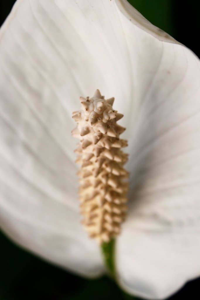 Spathiphyllum wallisii Regel