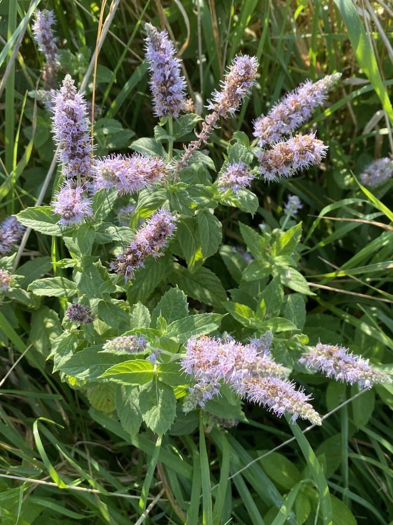 Mentha longifolia (L.) L.