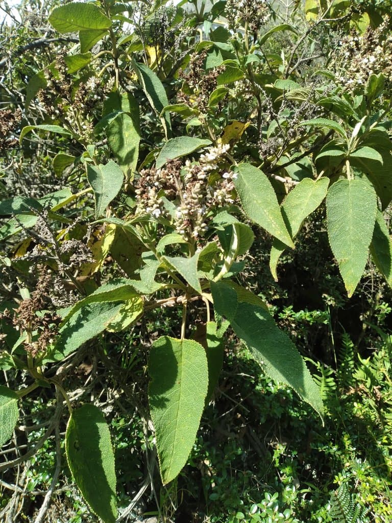 Lepechinia heteromorpha (Briq.) Epling
