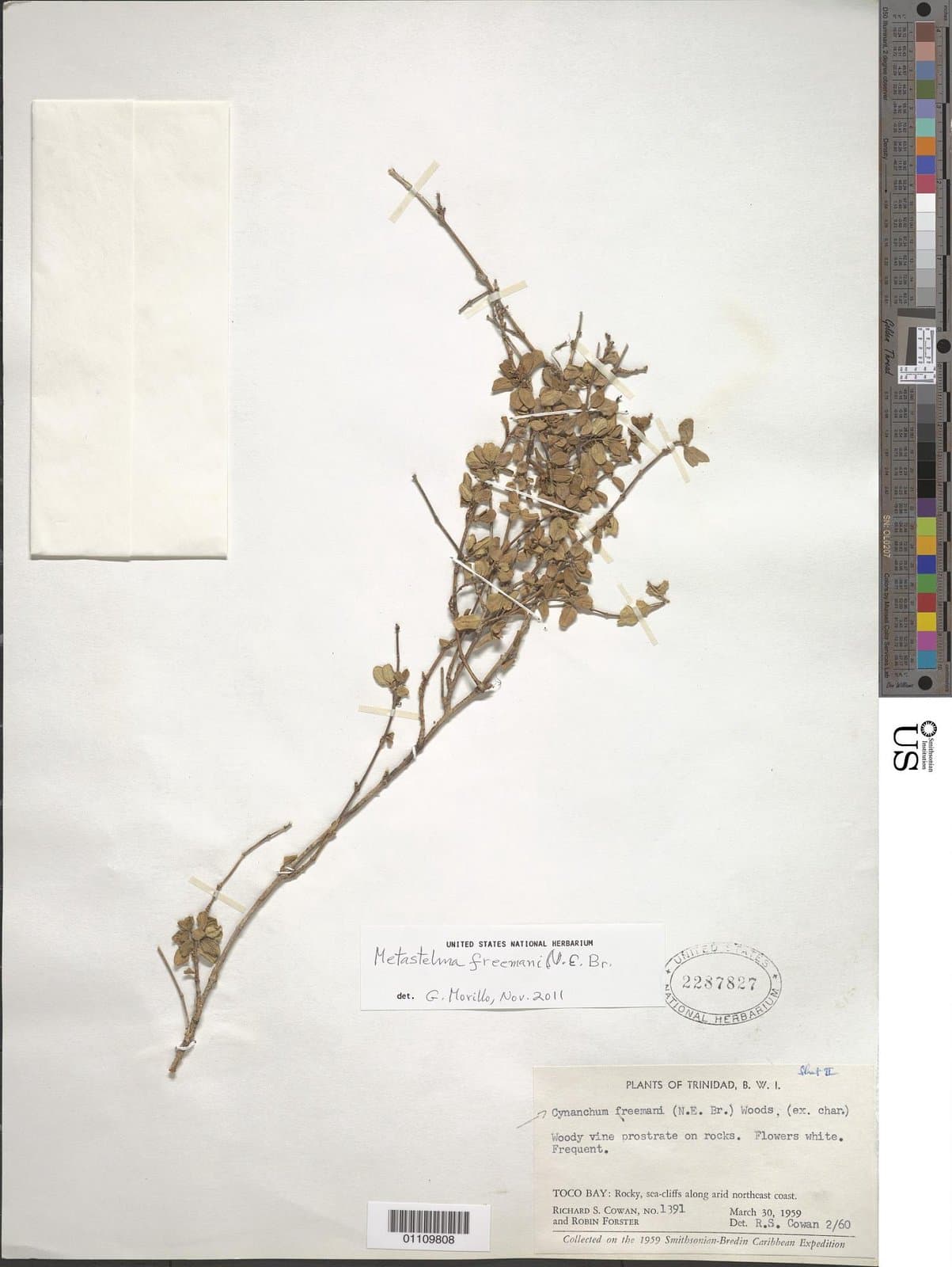 Metastelma freemanii N.E.Br.