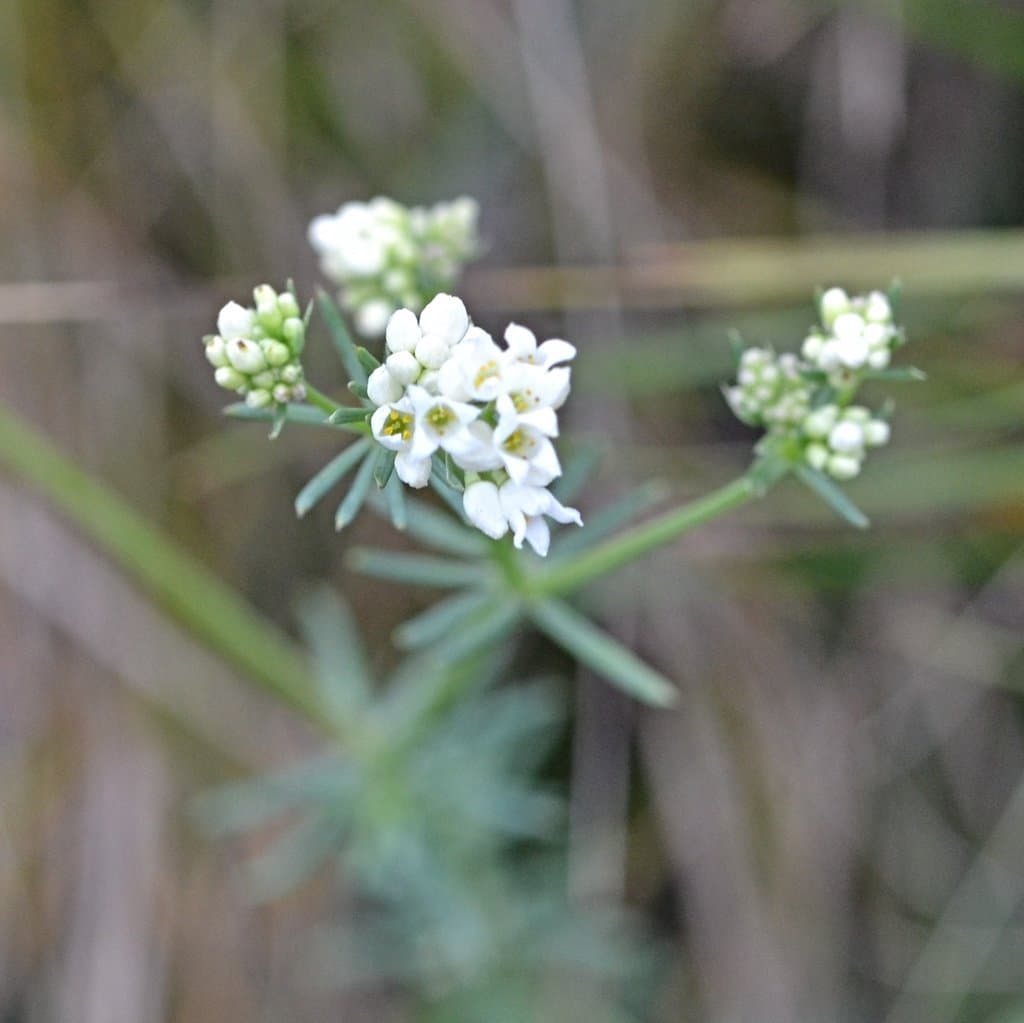 Galium glaucum L.