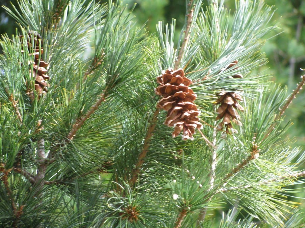 Pinus strobus L.