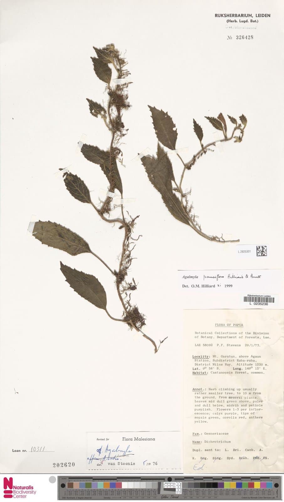Agalmyla pauciflora Hilliard & B.L.Burtt