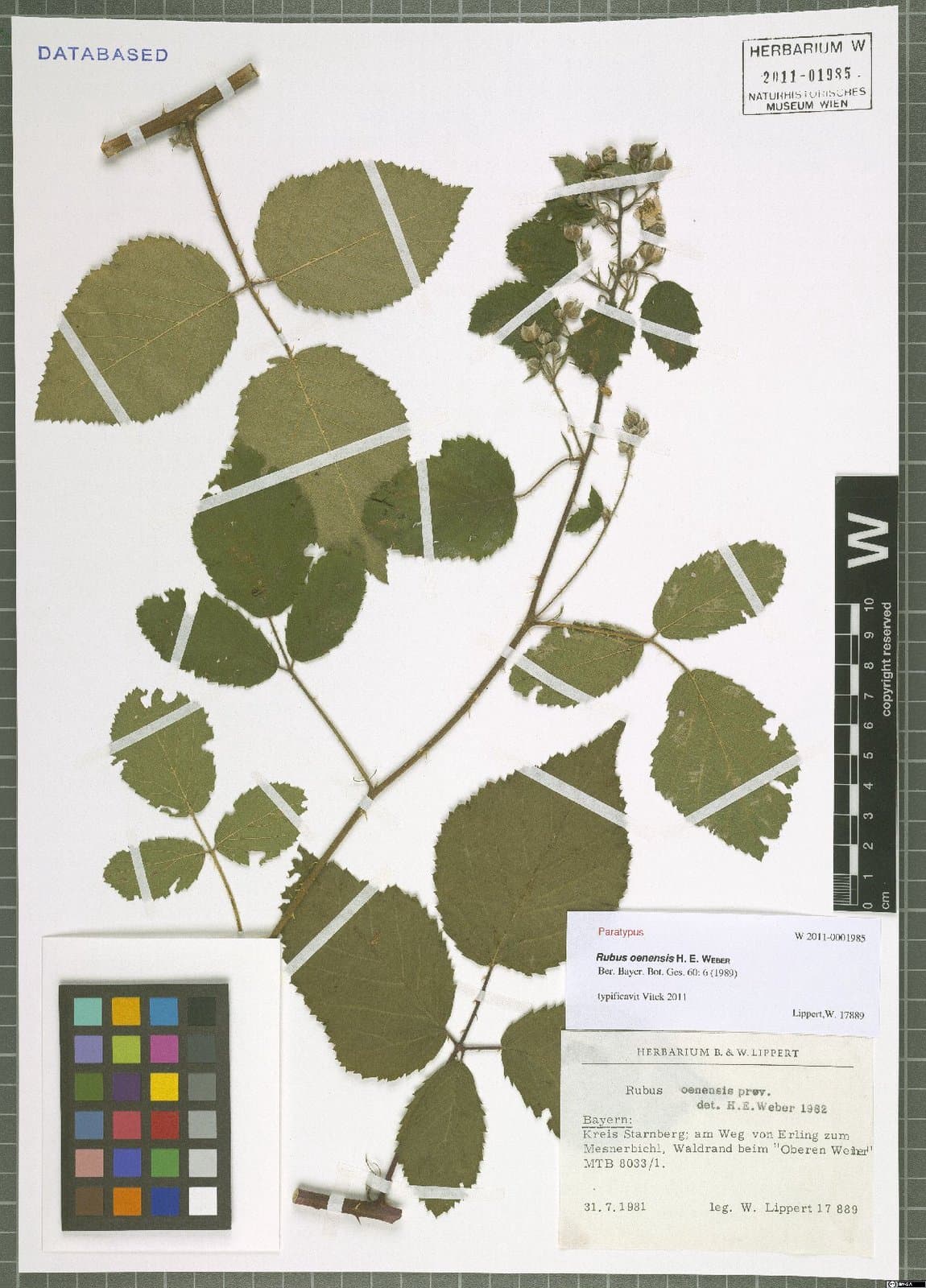 Rubus oenensis H.E.Weber