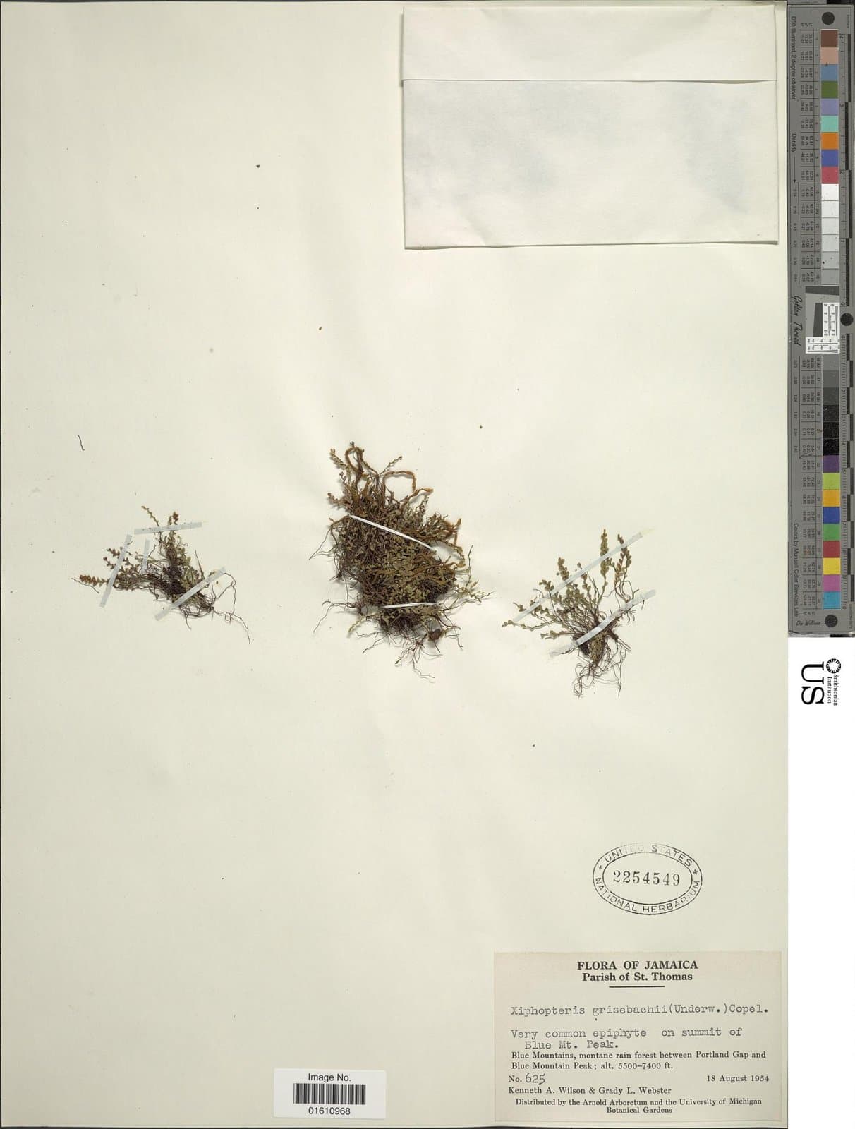 Moranopteris grisebachii (Underw. ex C.Chr.) R.Y.Hirai & J.Prado