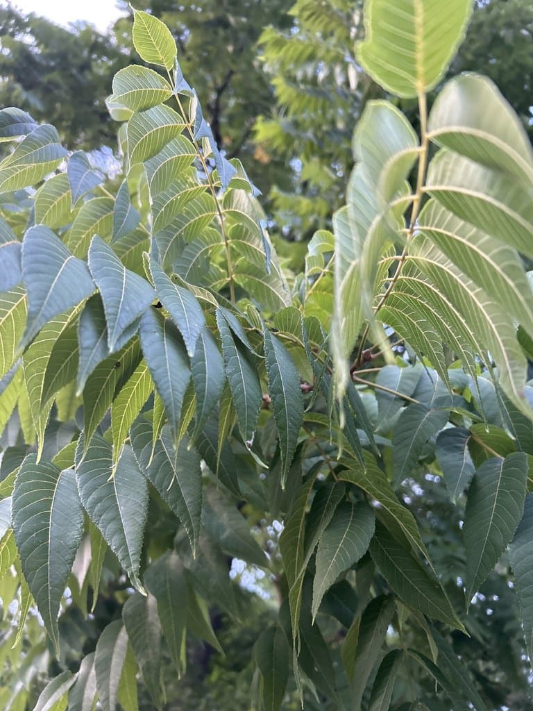 Juglans nigra L.