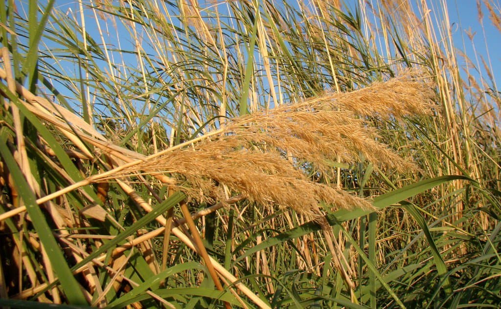 Calamagrostis pseudophragmites (Haller f.) Koeler