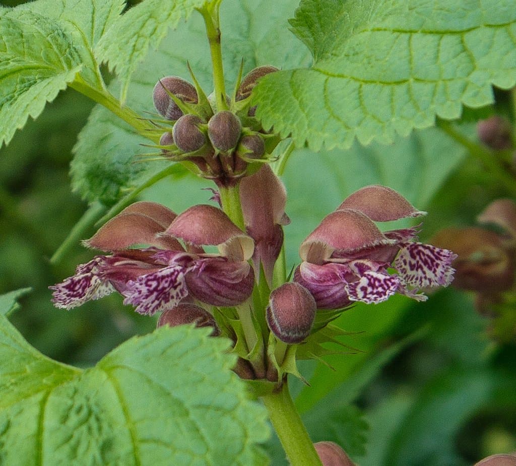 Lamium orvala L.